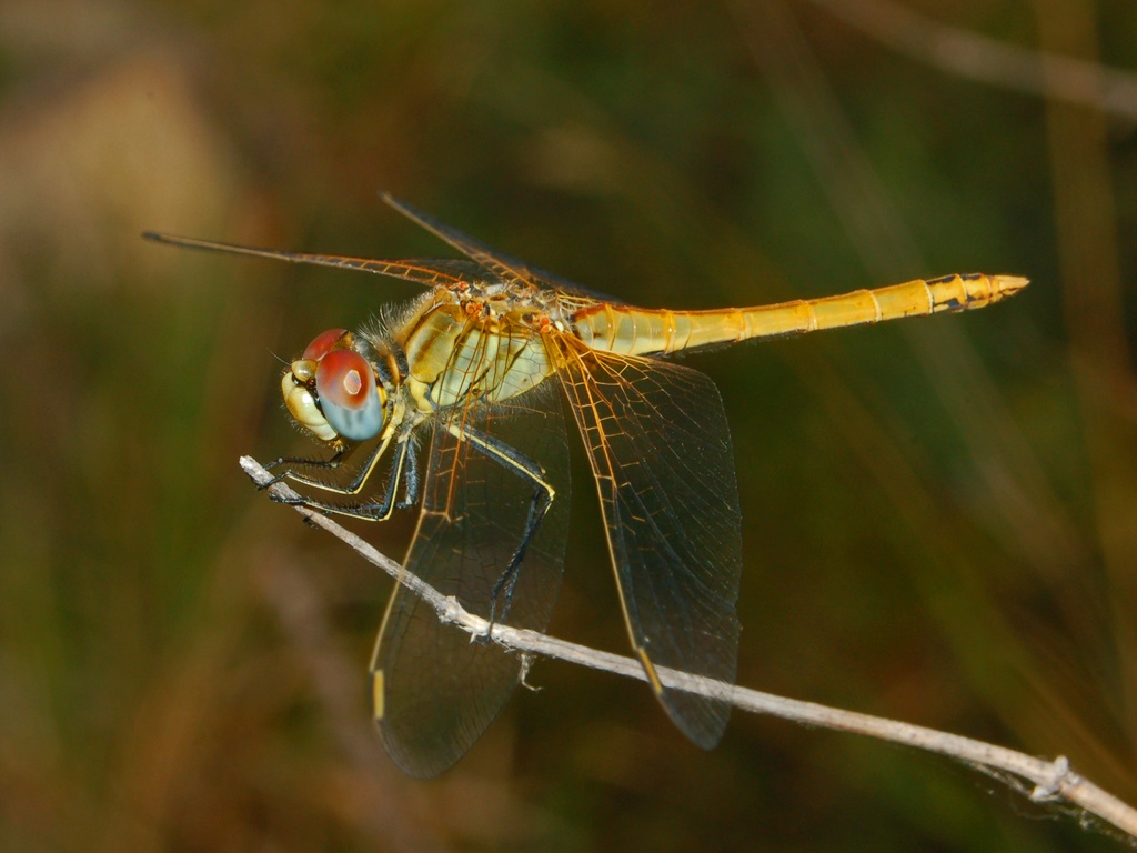 Sympetrum fonscolombii e S. meridionale